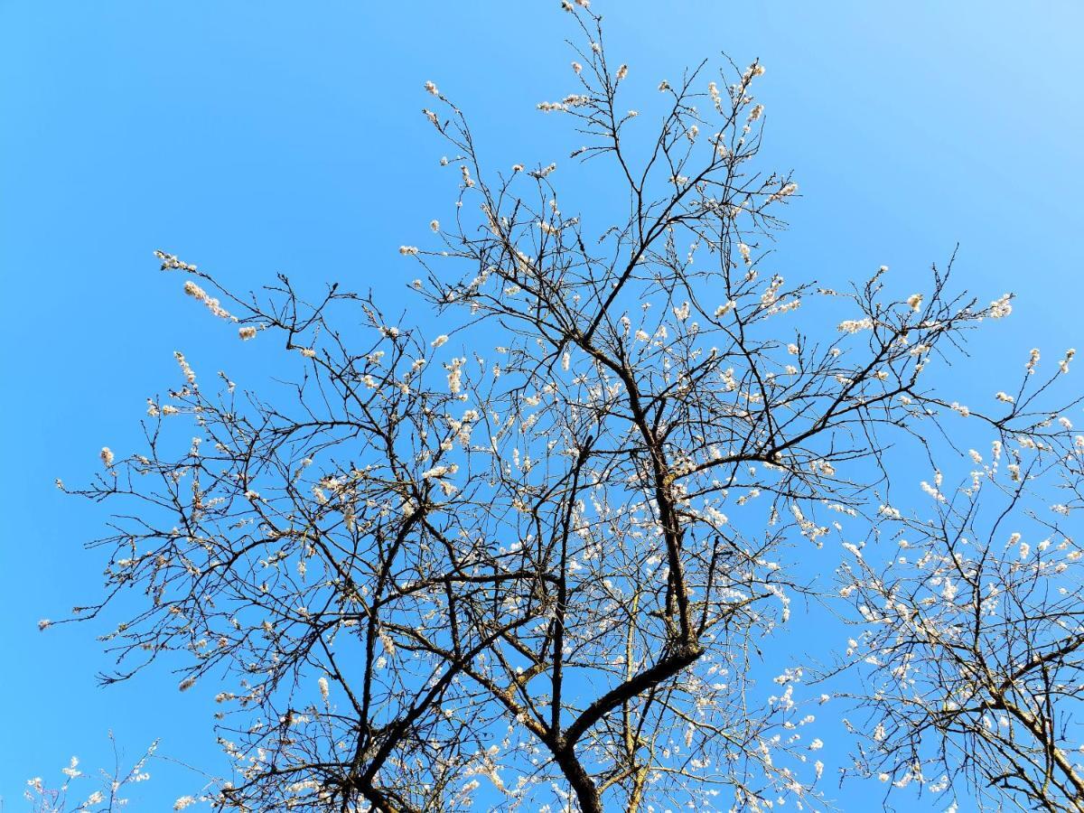 L'Amour Pur Schoorl Dış mekan fotoğraf